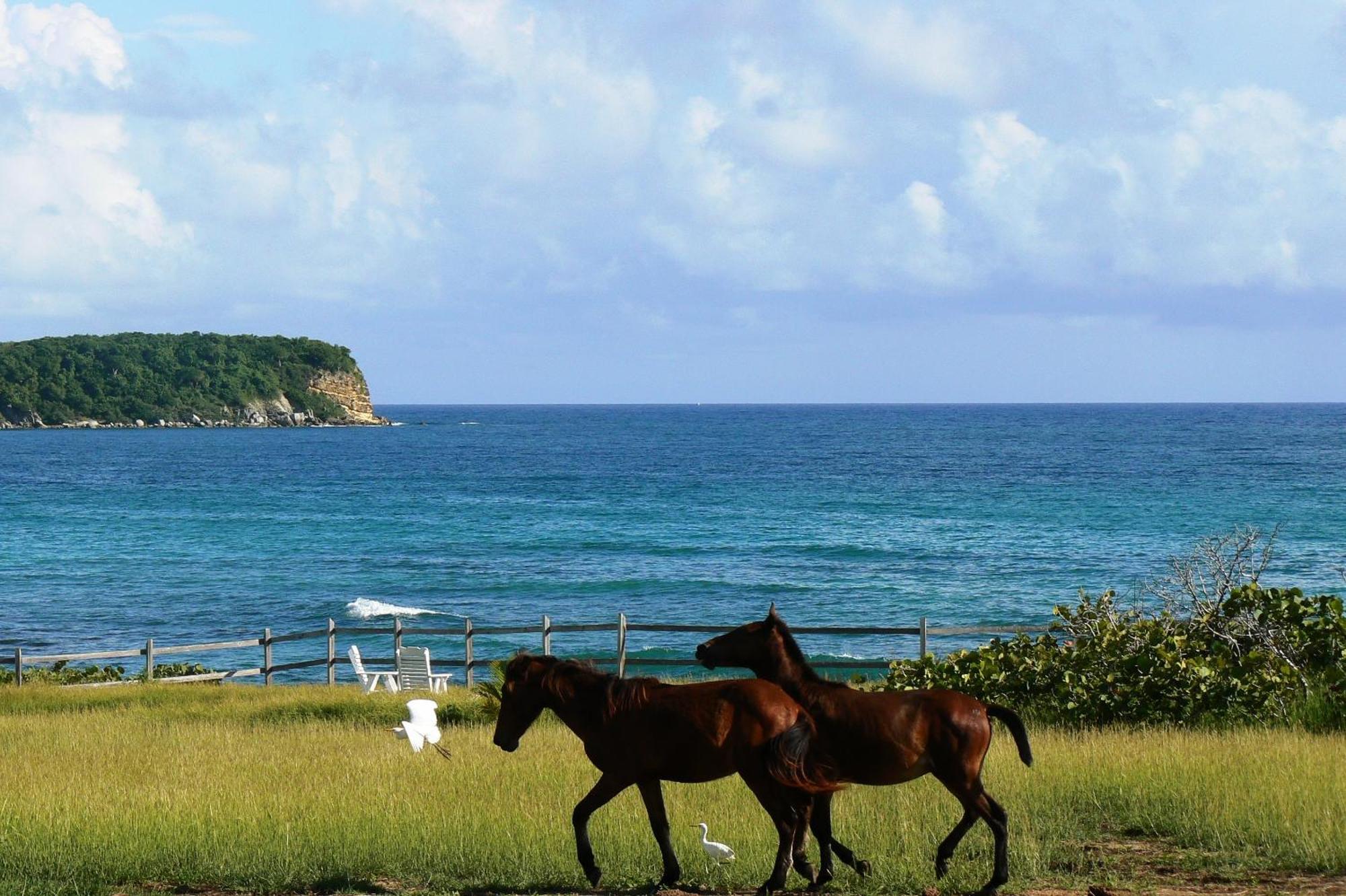 Blue Horizon Boutique Resort (Adults Only) Vieques Kültér fotó