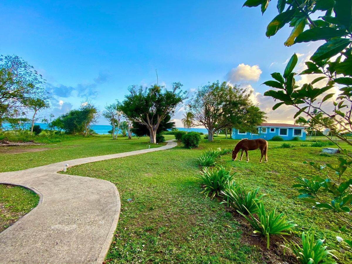 Blue Horizon Boutique Resort (Adults Only) Vieques Kültér fotó